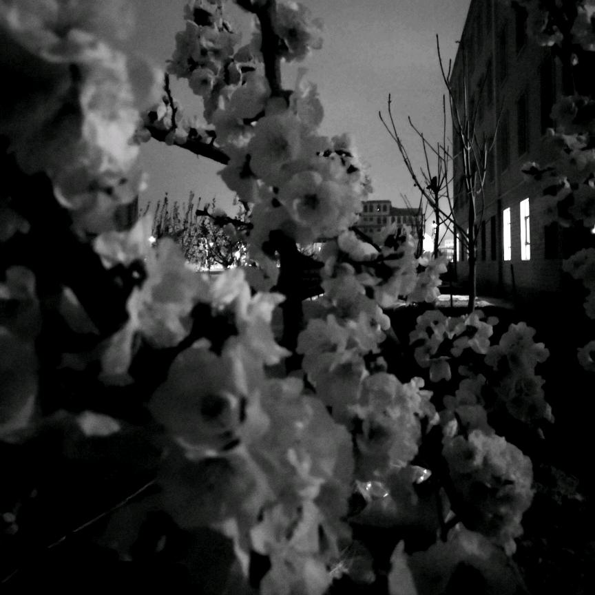 西伯利亚不入流