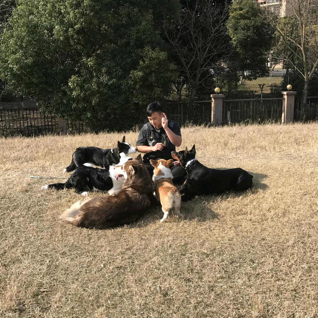狗班长 帅帅