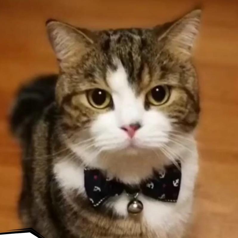 不会走猫步的圆子