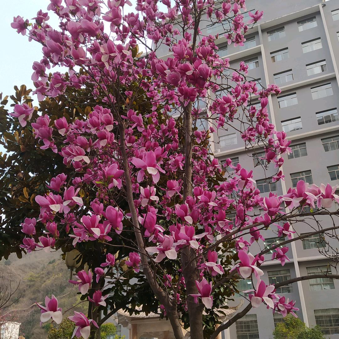 二十八小乐乐