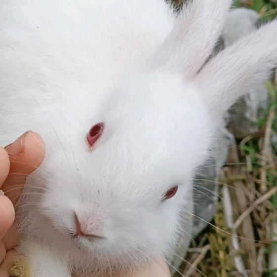 美好未来🍀🍀