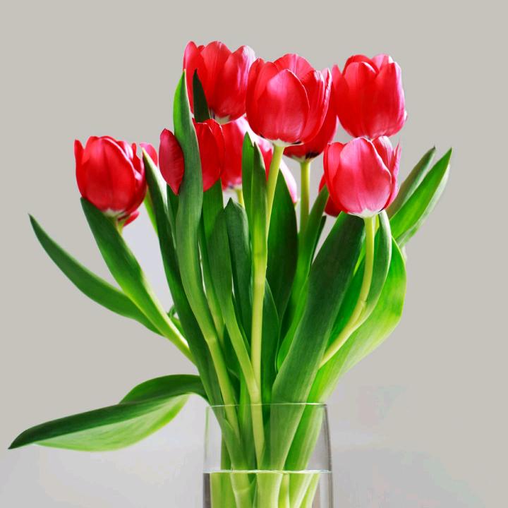 🌸花开富贵🌸顾呈代