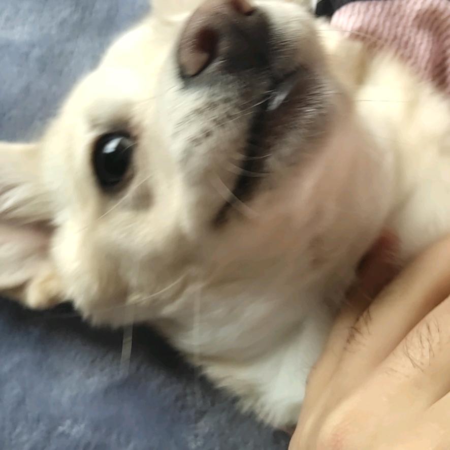 王大帅