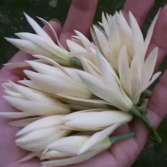 遥远《老成都冒菜》