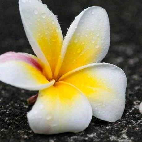 静等莲开