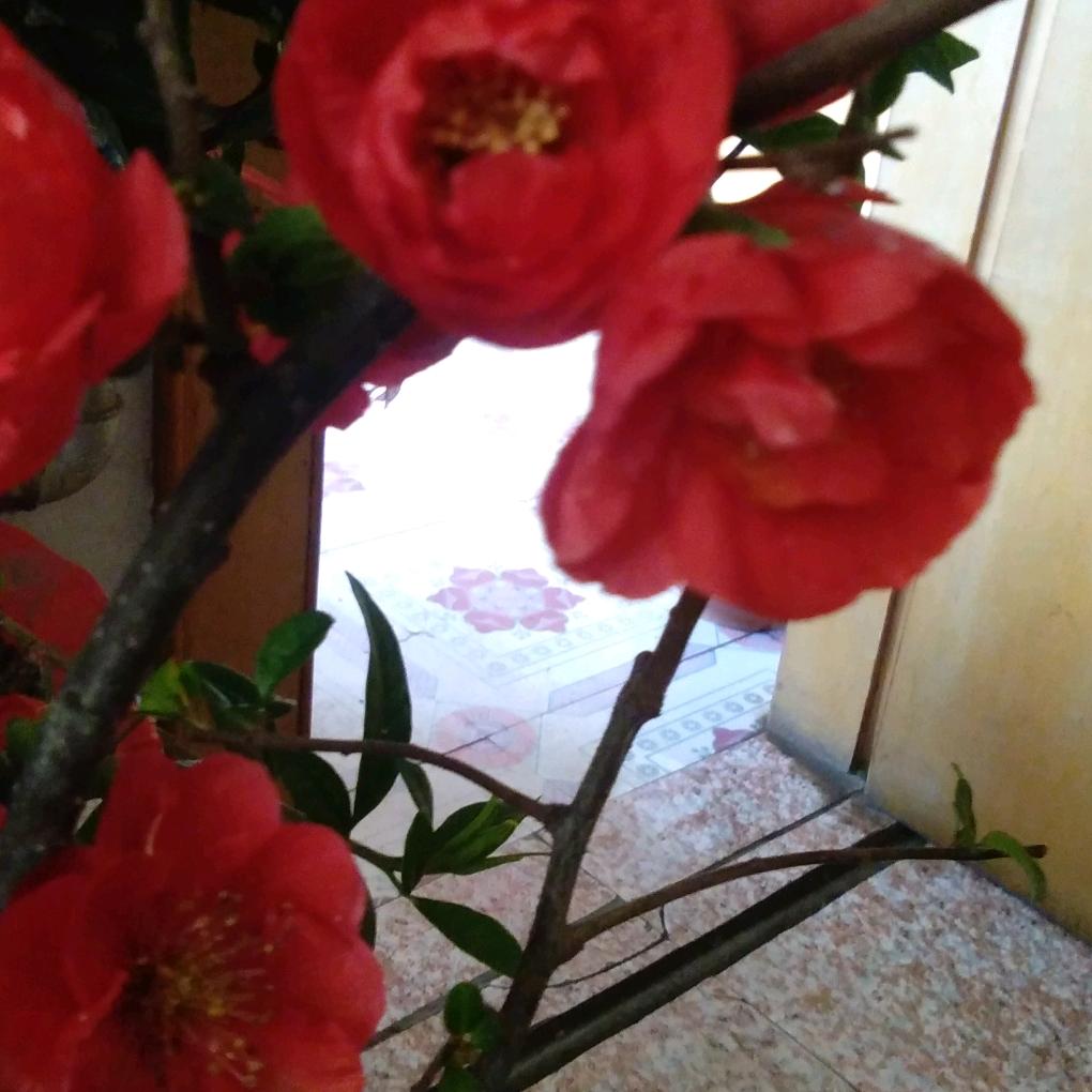 素英