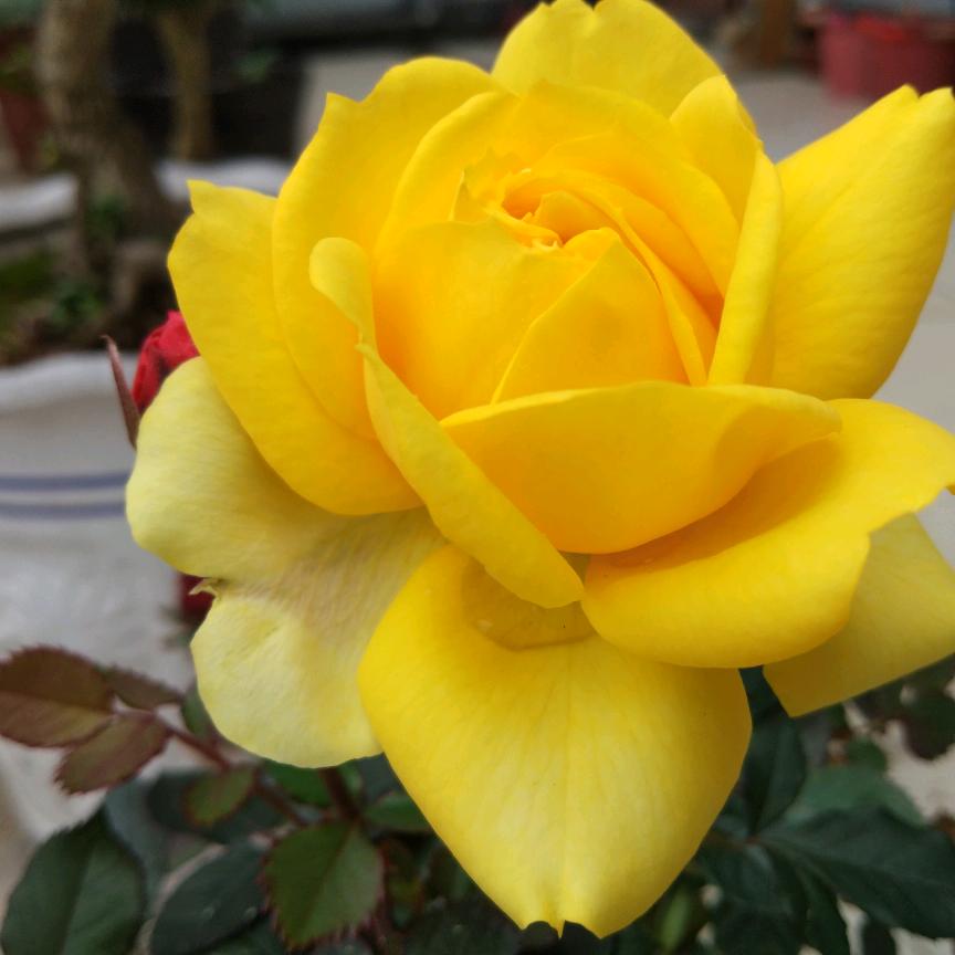 棯子花与果