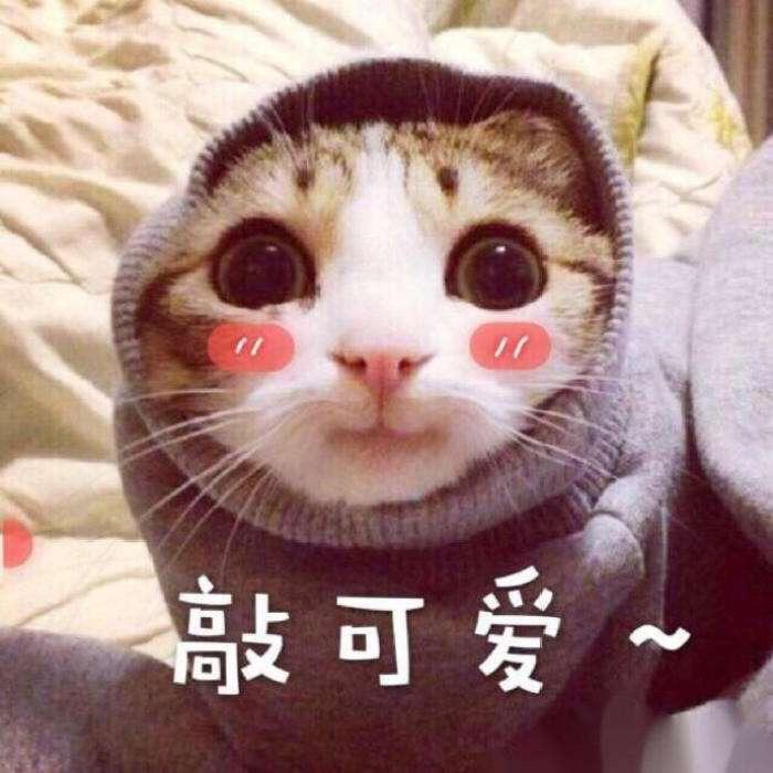 敲敲敲敲敲可爱~