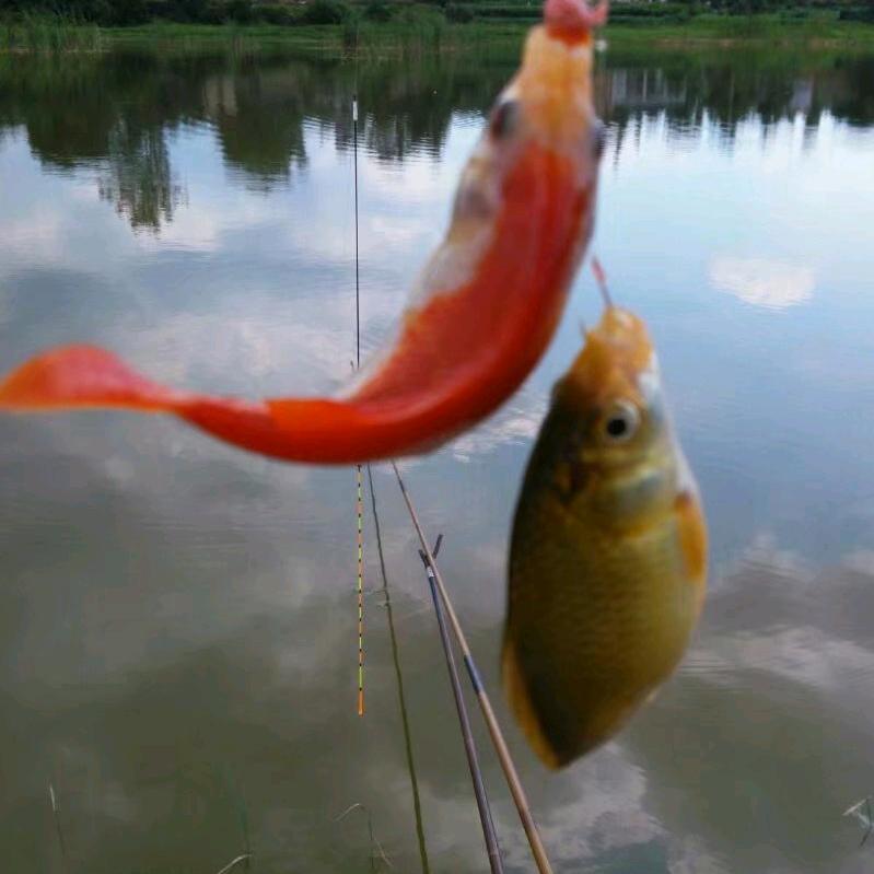 松果