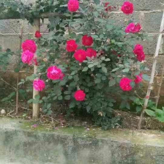 小哭包一X X🍒