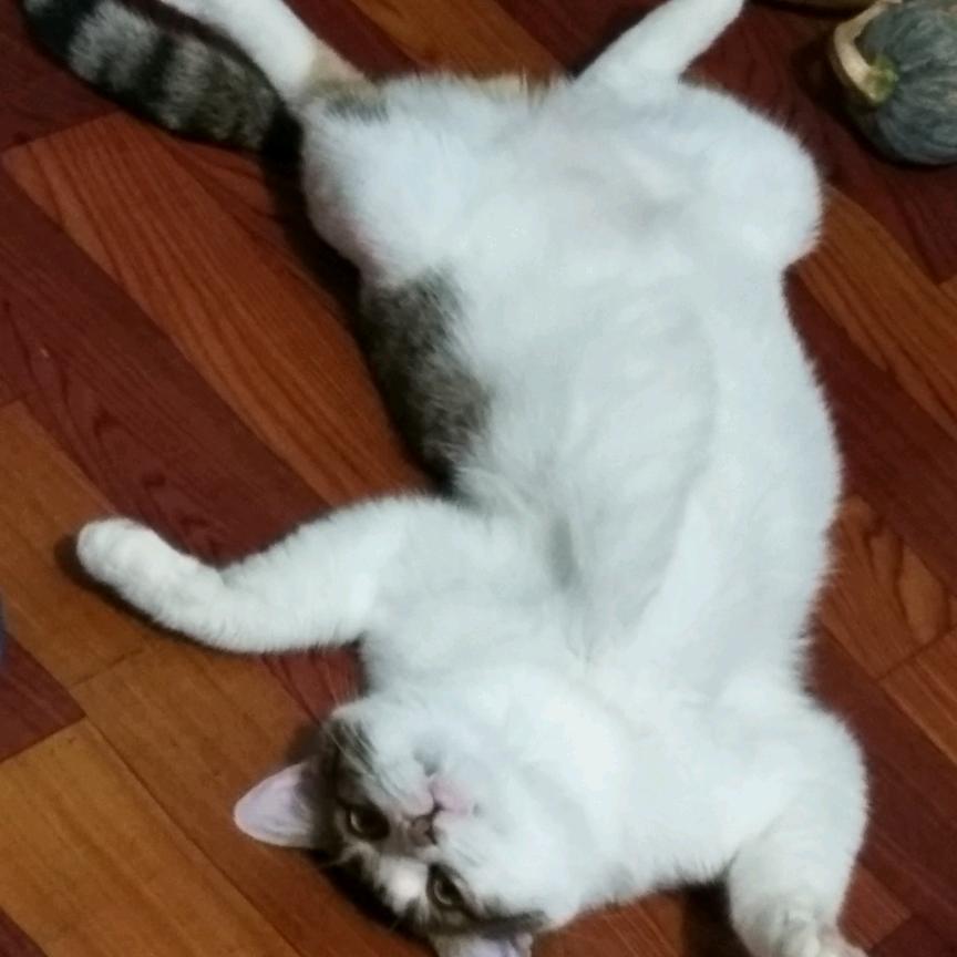 吃炸鸡的老男人