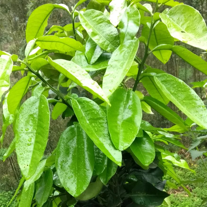 我来自四川省的花开季节不定时开播