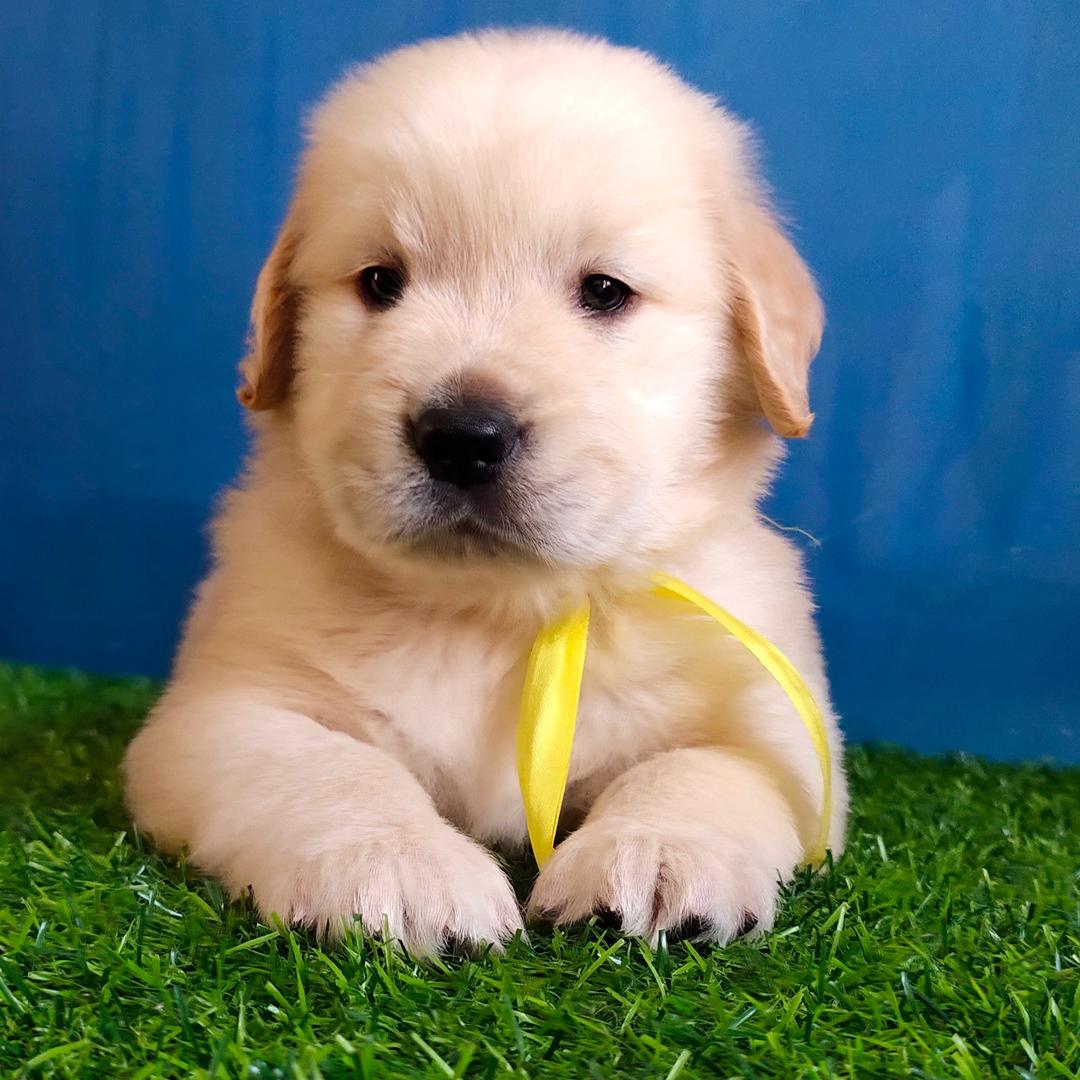 金昱犬舍