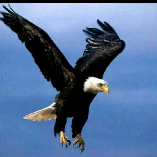 用户雄鹰8814482767450