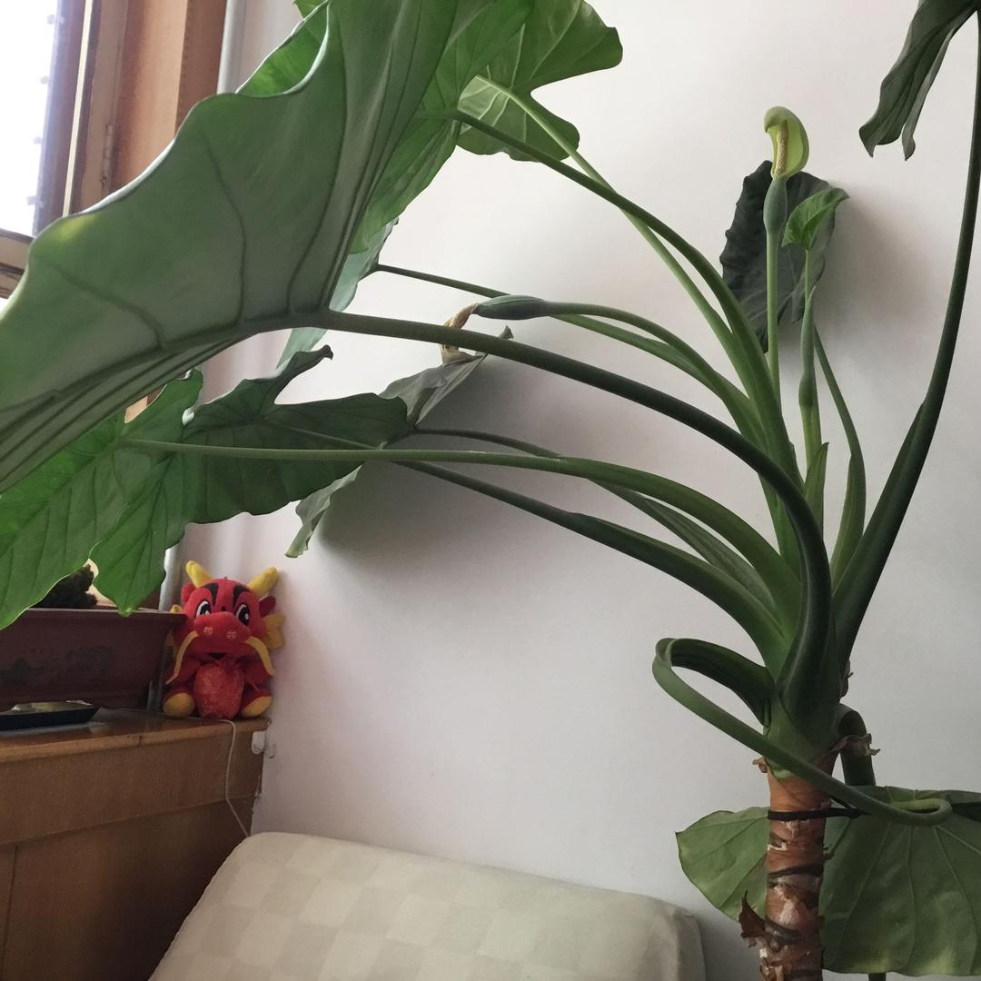 风筝🐯