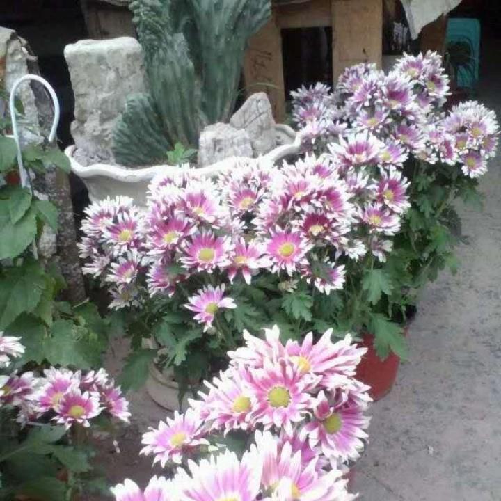用户8897558184536