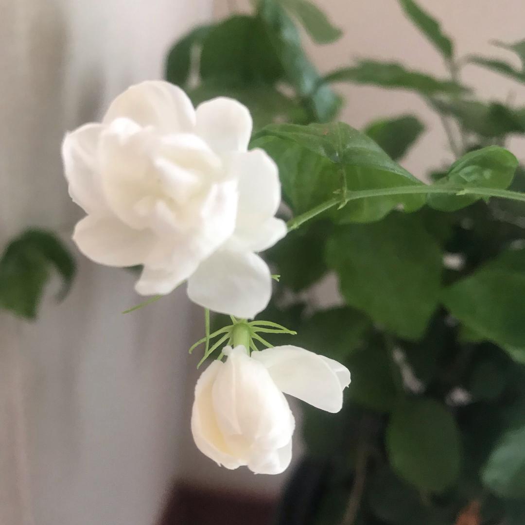 茉莉
