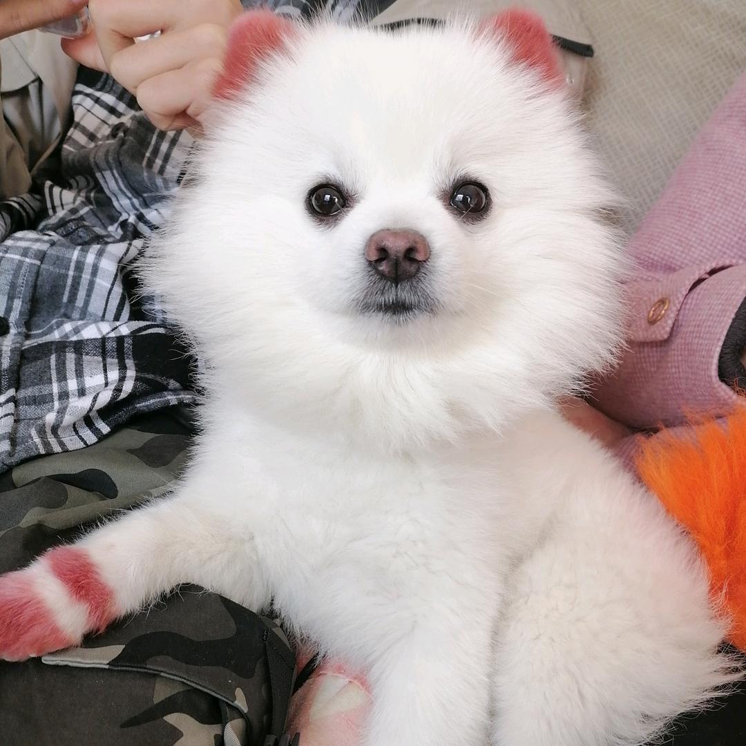 饺子李同志