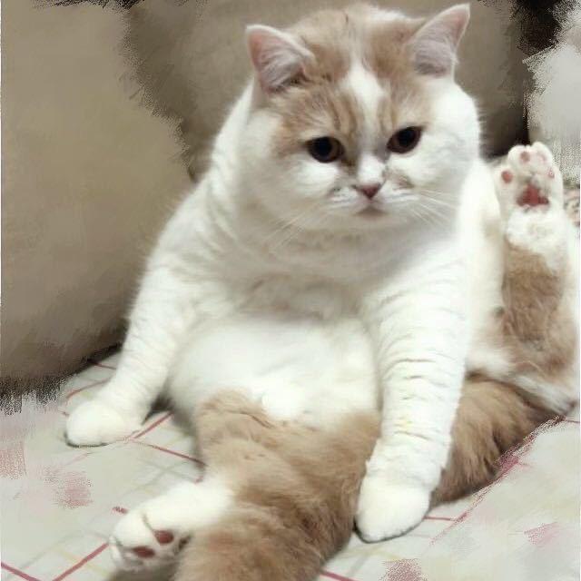 炮弹喵