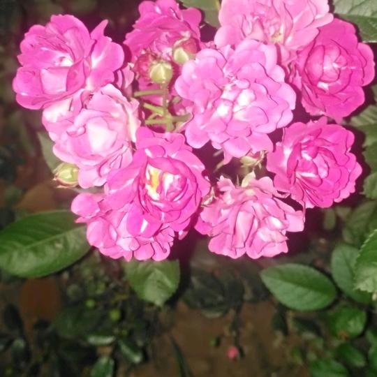 冬天的梅花，🌹