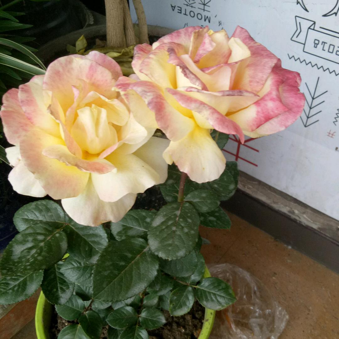 萌萌麻麻