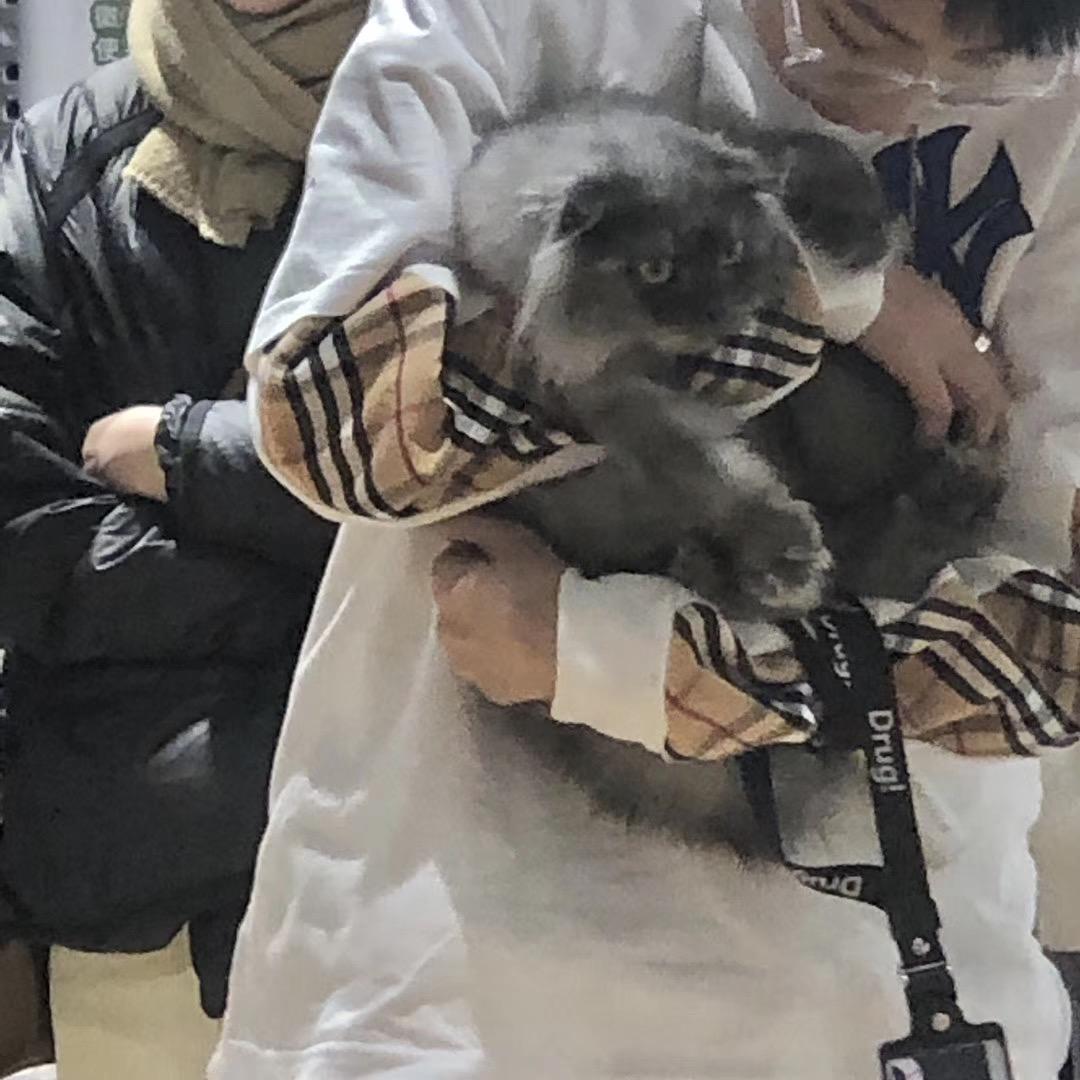 小小白