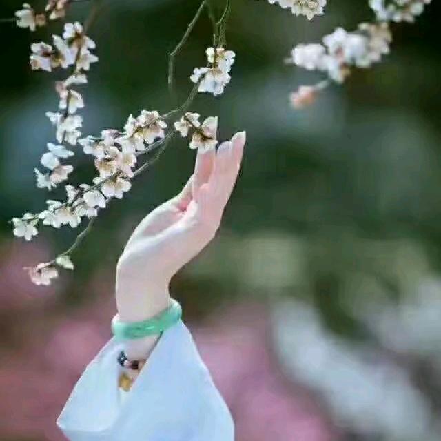 凤栖梧