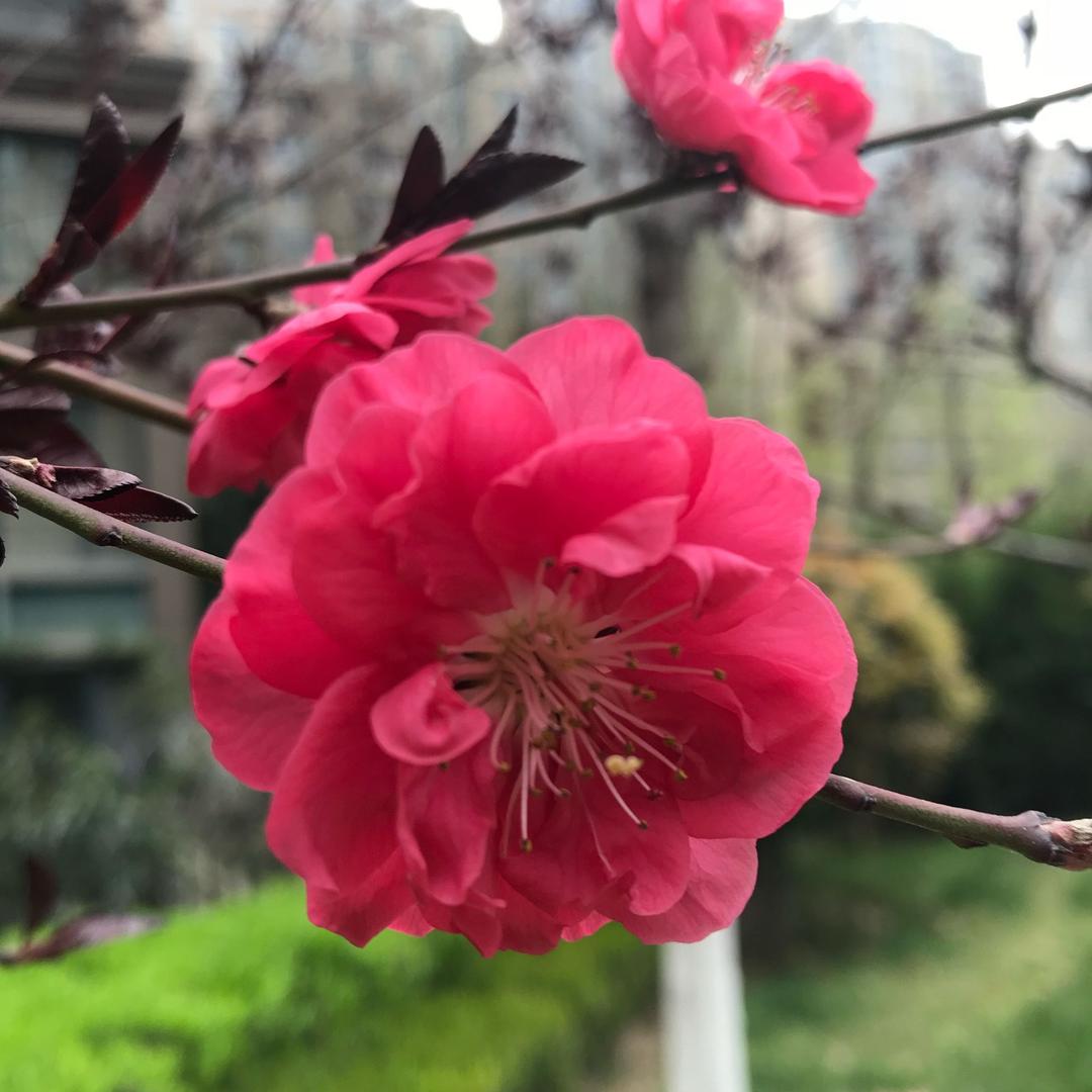毛豆的毛一一的一