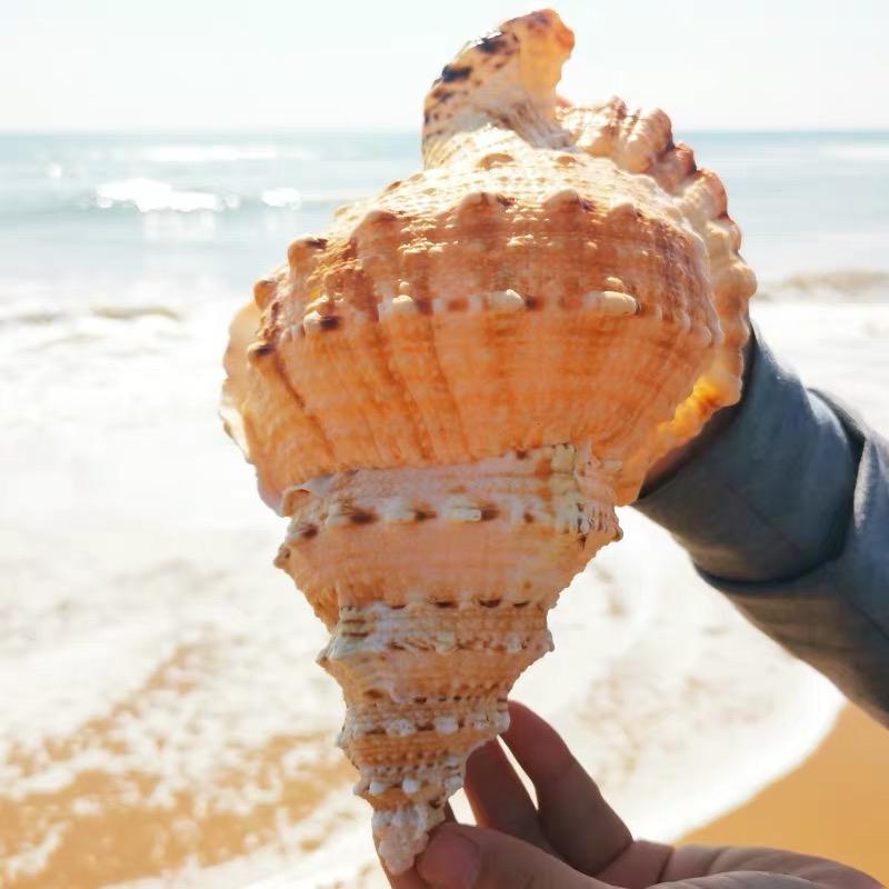 赶海阿康