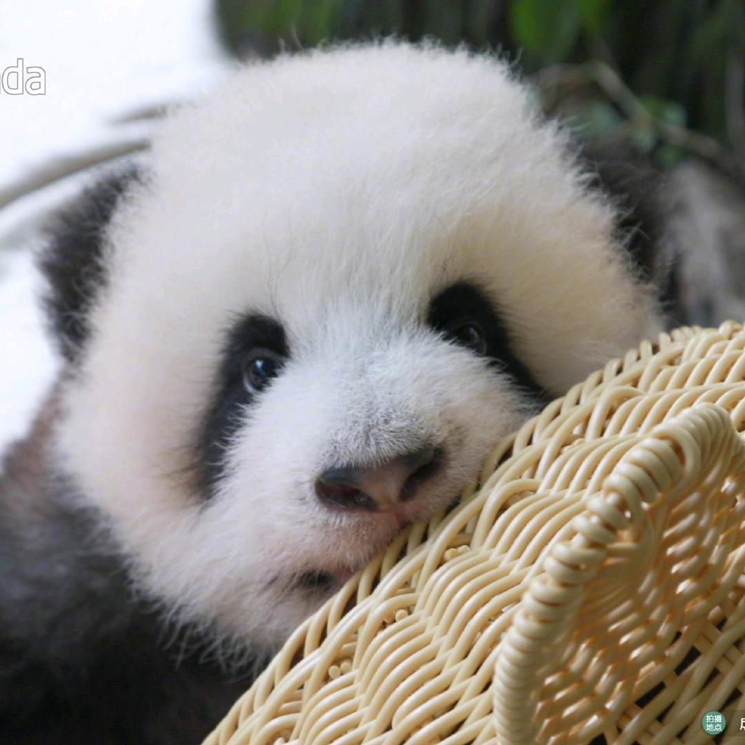 小呆毛