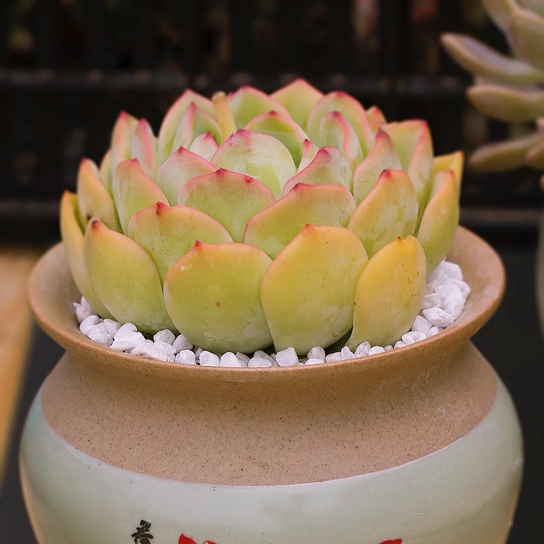 顺尊花卉贸易