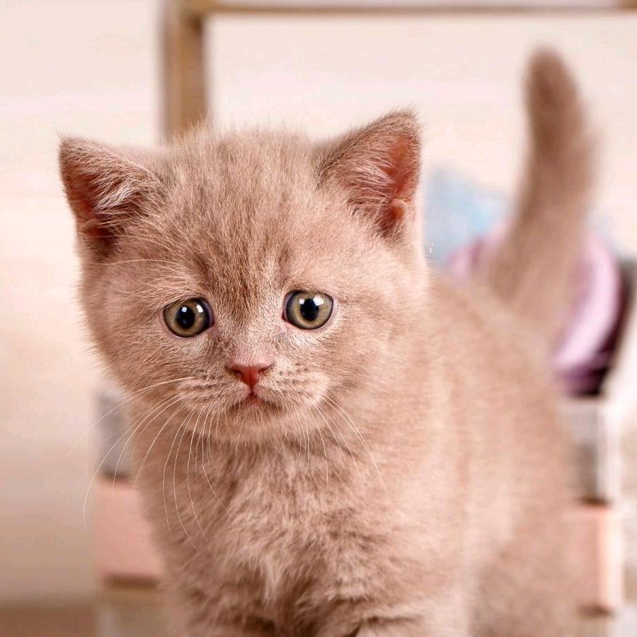 猫小魅