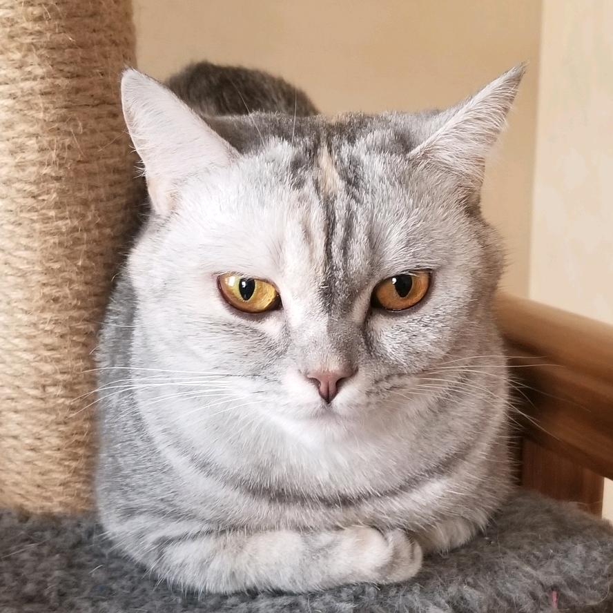 虫子