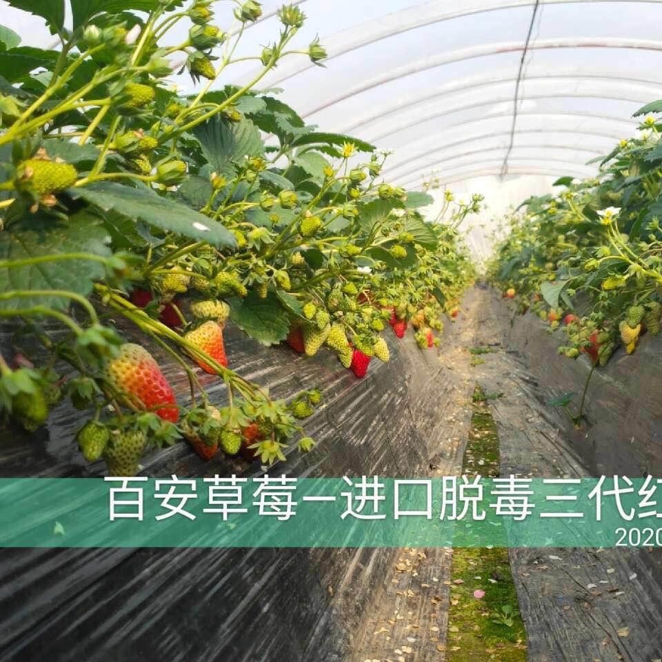 百安草莓 百倍安全