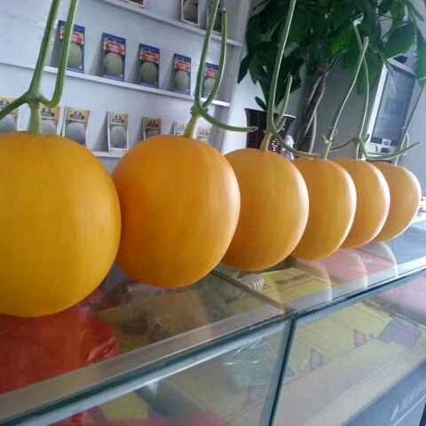 寿光市宏泰种苗