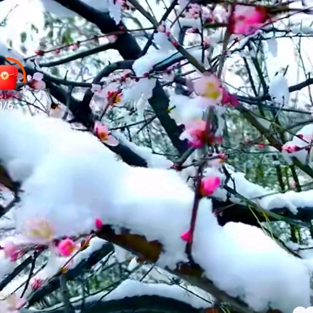 梅恋雪