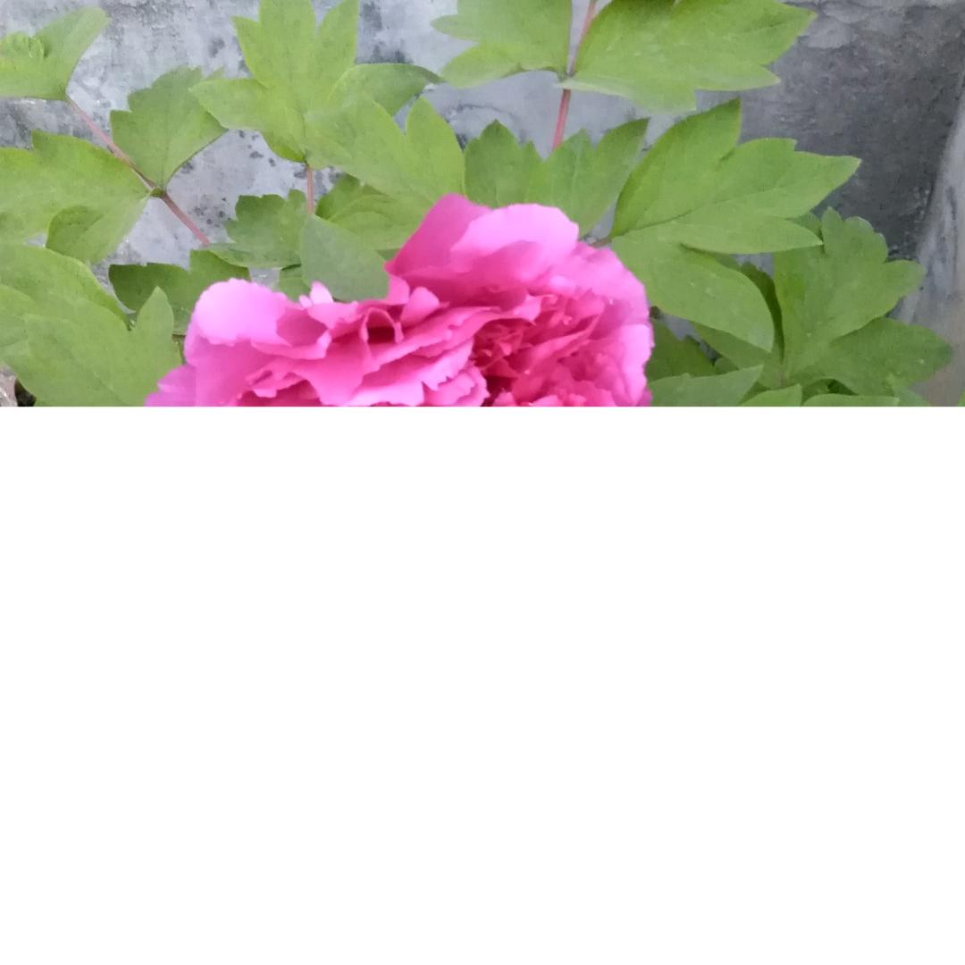 禄