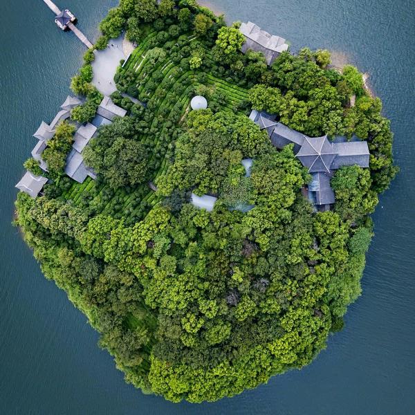 生命树