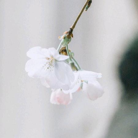 似水年华