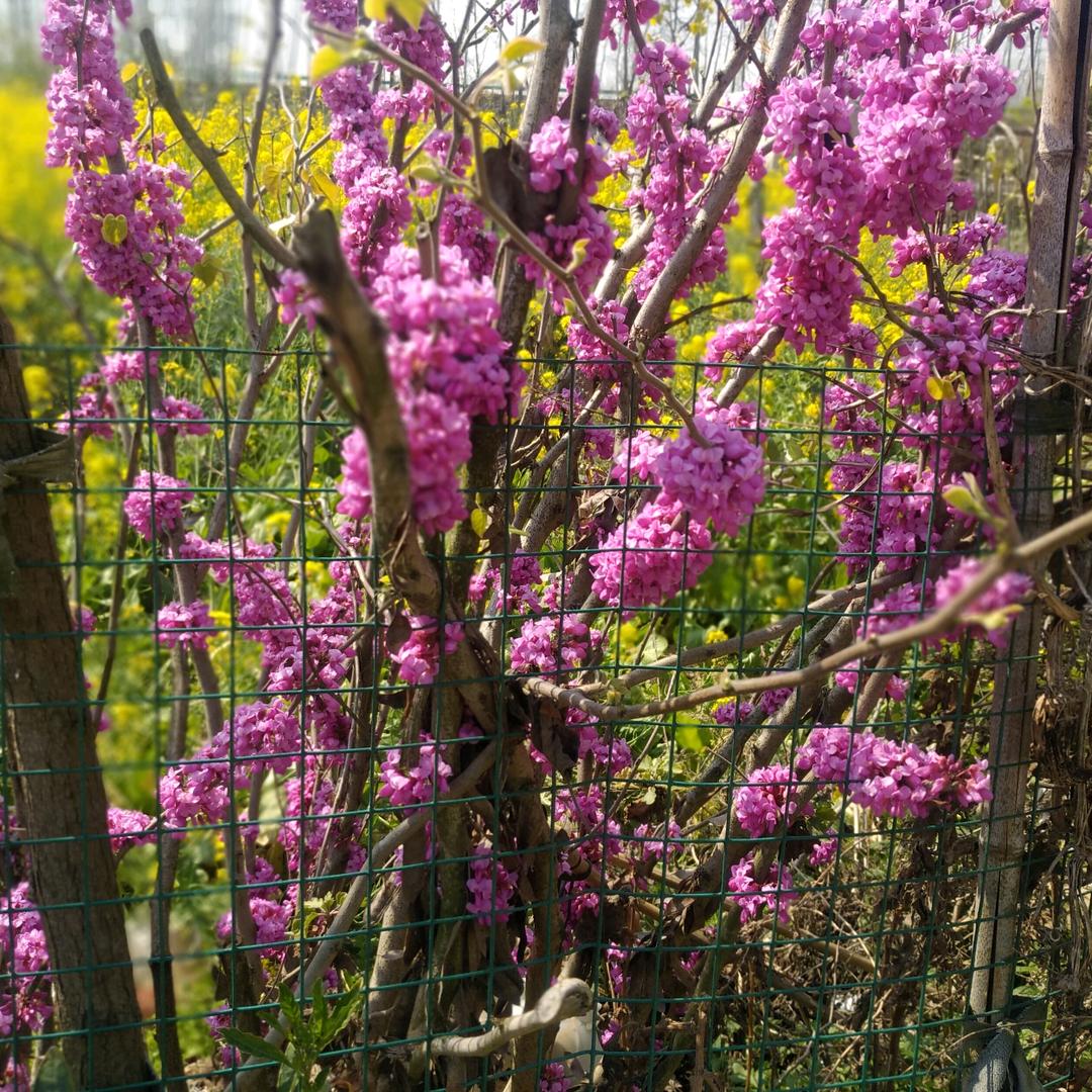 花好月圆。