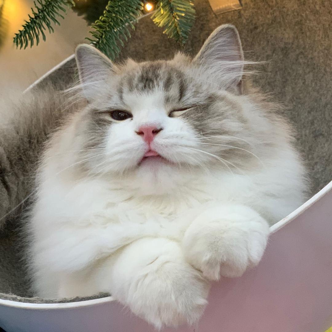 戒猫·Gogo小掌柜