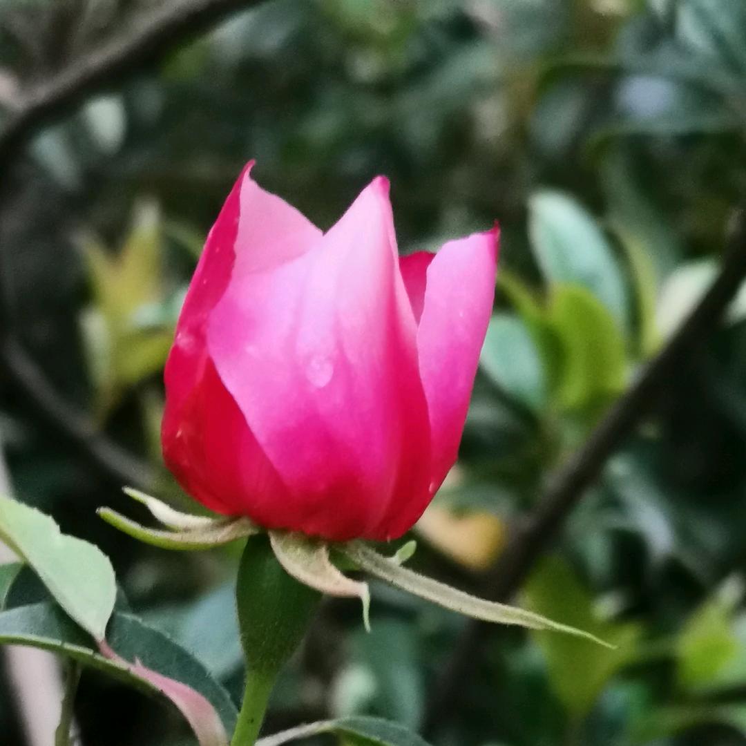 自愈自渡