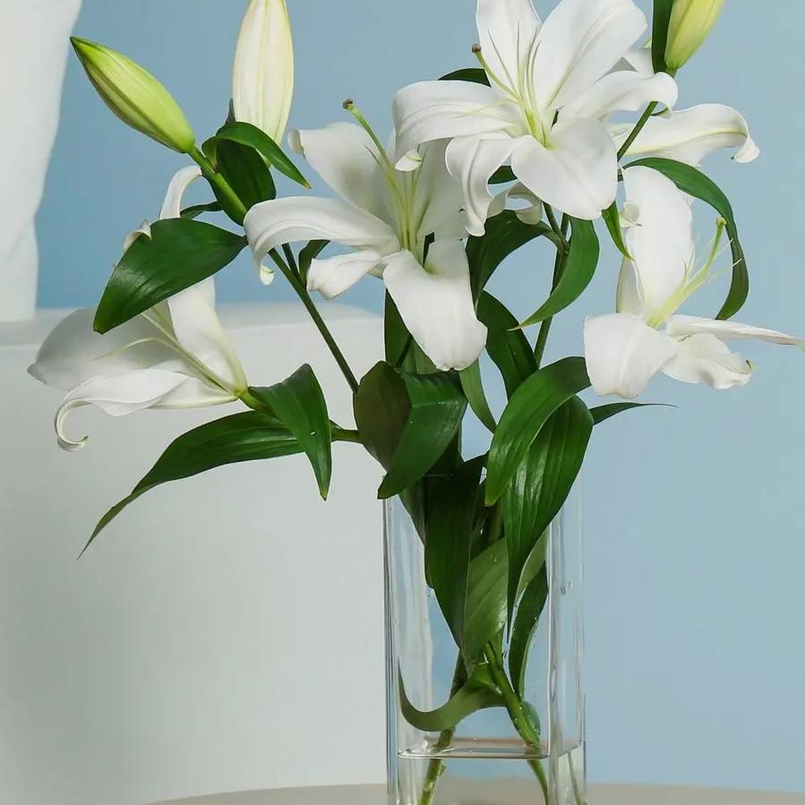 🚥农村阿波🚥