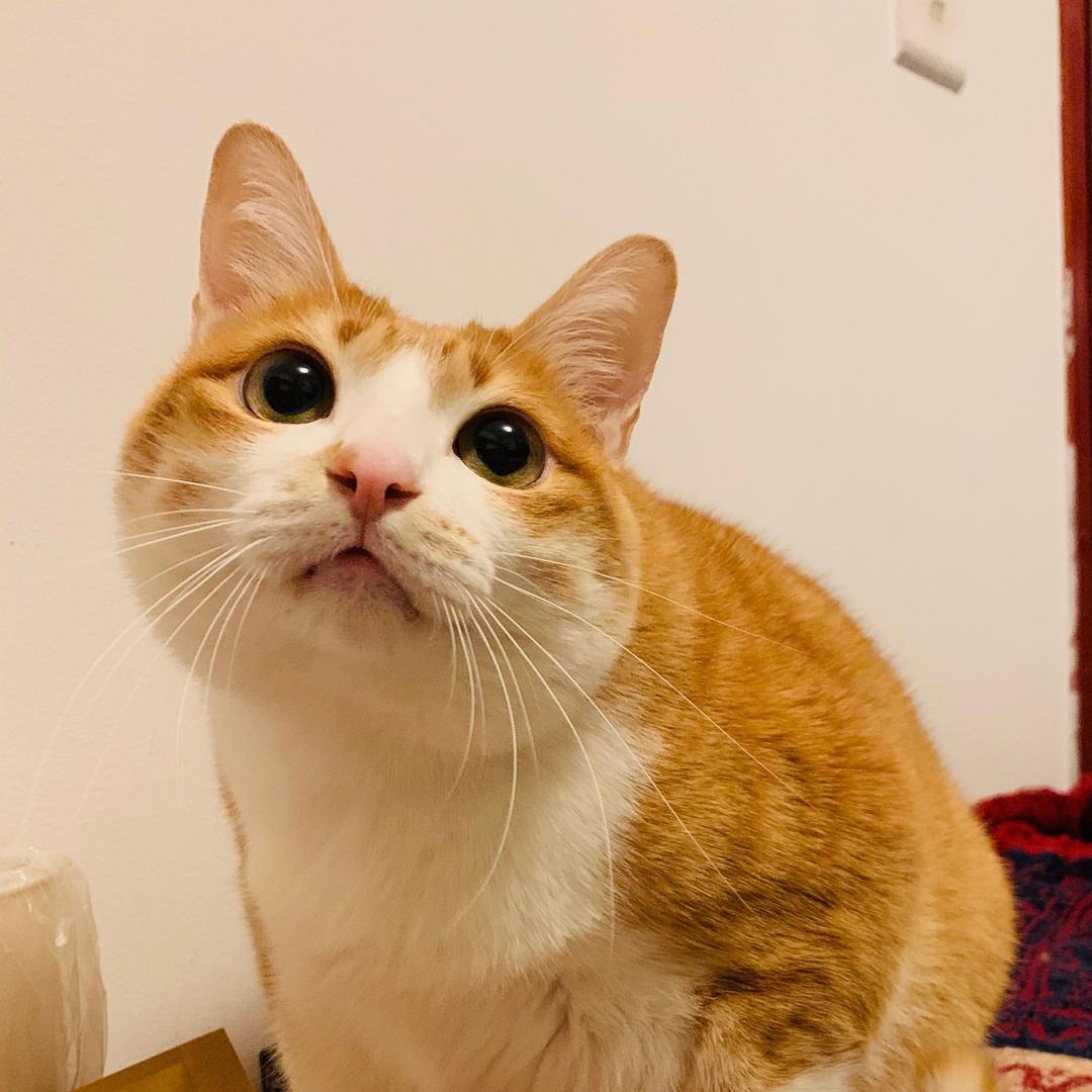 大橘猫金钱豹
