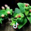 灵芝草
