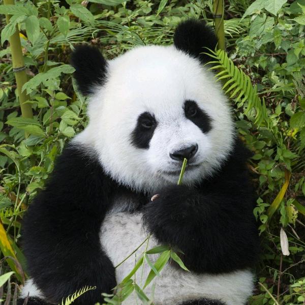 晨星