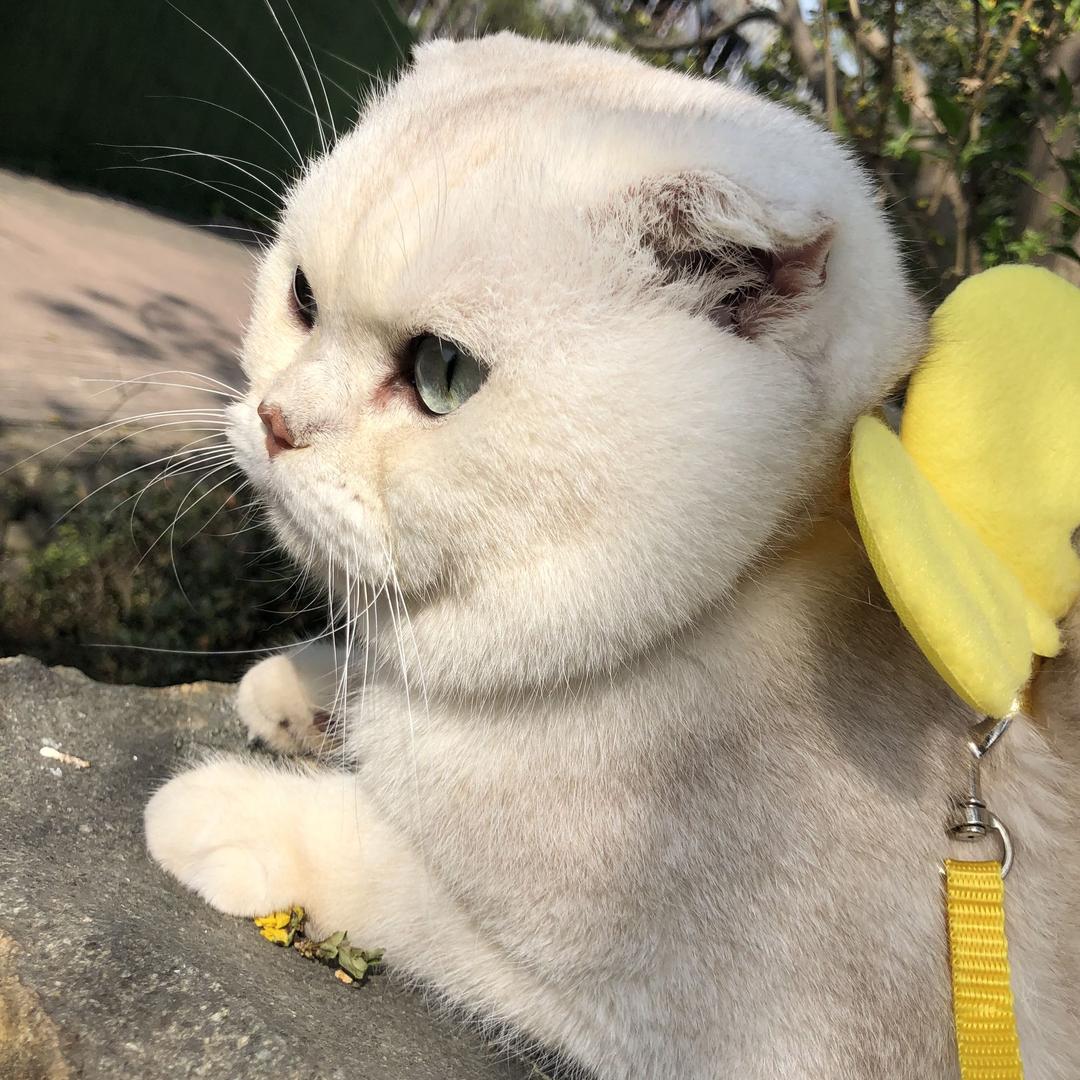 滚呐，非主牛～