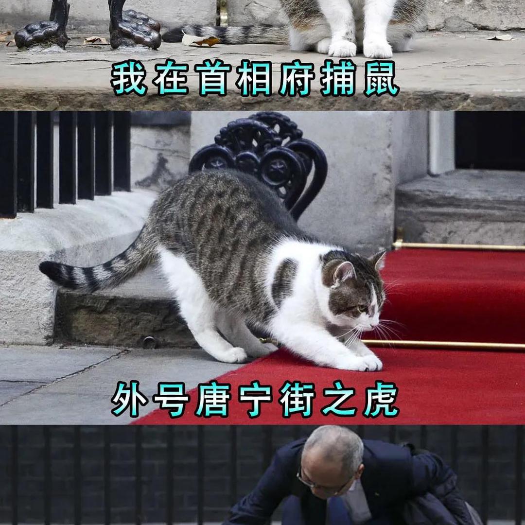 猫猫123