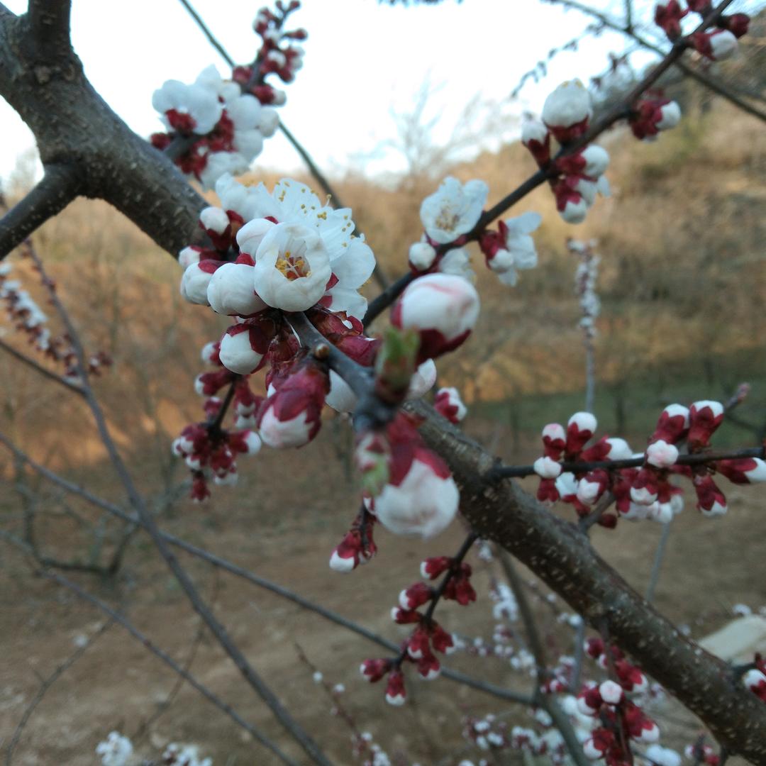 牡丹也是花
