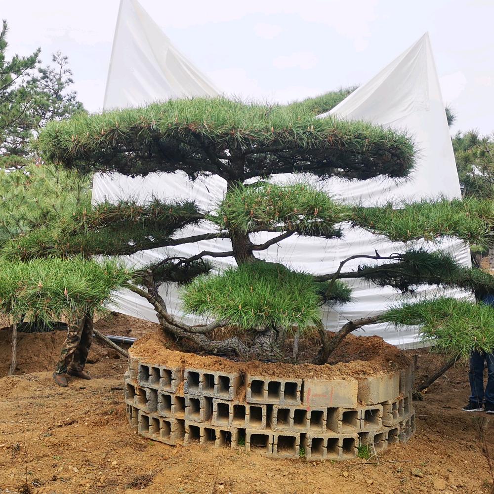 济南市钢城区迎八方苗木种植专业合作社